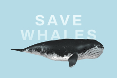 Save Whales