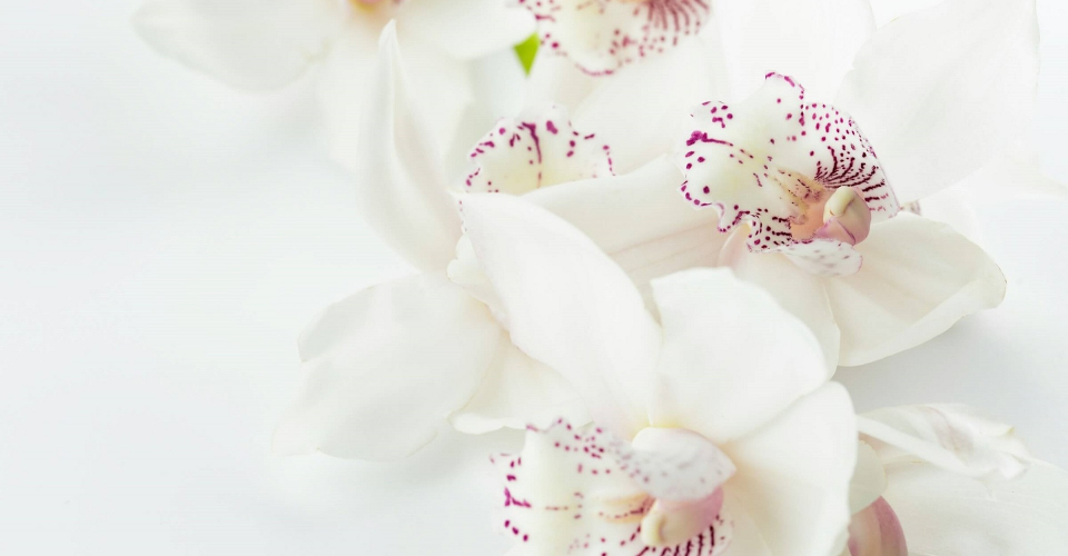 Increasing Online Sales for a Flower Shop in Kyiv with the Help of Meta Ads screenshot 1