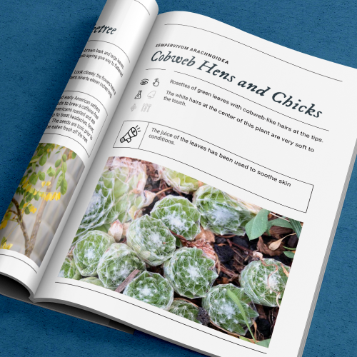 Denver Art Museum Sensory Garden Field Guide screenshot 4