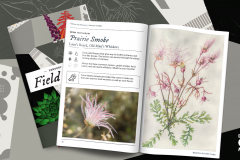 Denver Art Museum Sensory Garden Field Guide