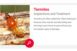 Best Pest Control in Canberra