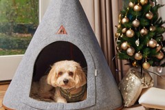 Nooee Pet | 3.2x DTC Revenue and 65% Higher Conversion