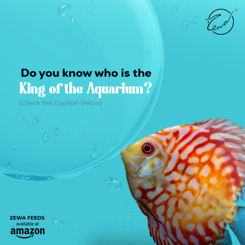 Zewa Feeds screenshot 1