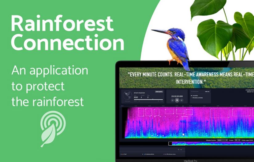 Rainforest Connection: D3.js Development and Data Visualization screenshot 1
