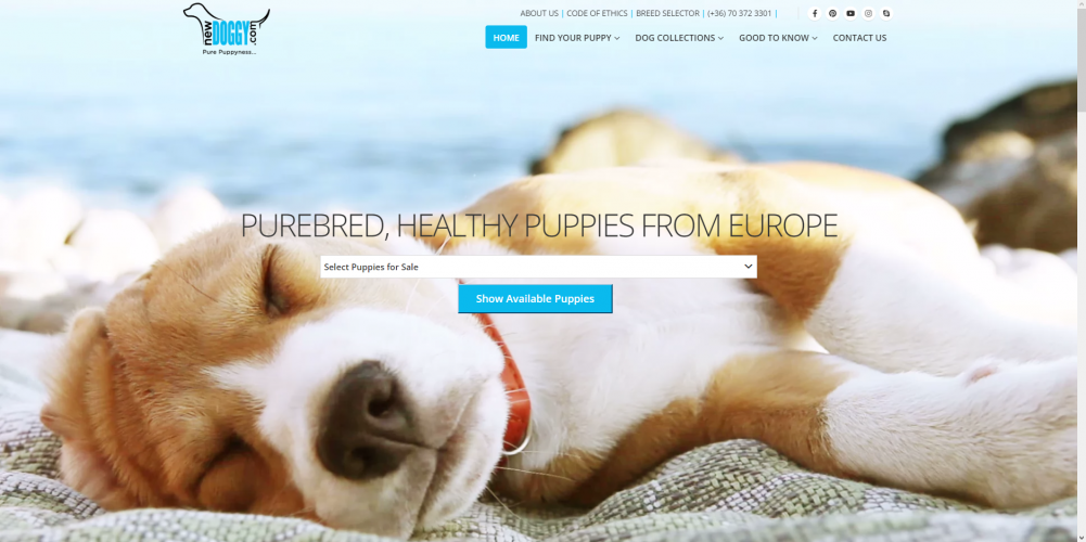 NewDoggy dog sales and business management system screenshot 2