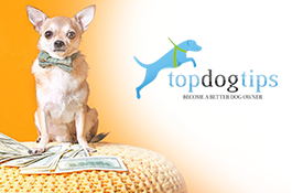 Top Dog Tips
