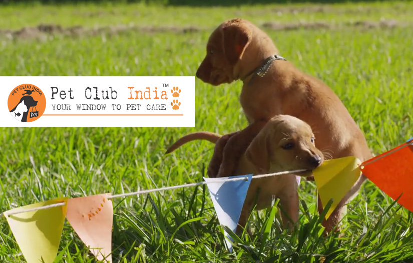 Petshop screenshot 1