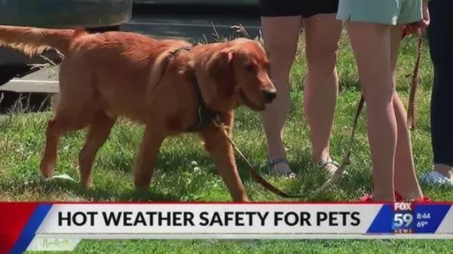 The Vets screenshot 1