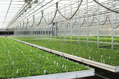 Millstadt Young Plants Custom Greenhouse Management System / ERP