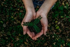 Let Jordan Green