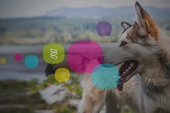 Darwins Ark | Making Citizen Science Accessible