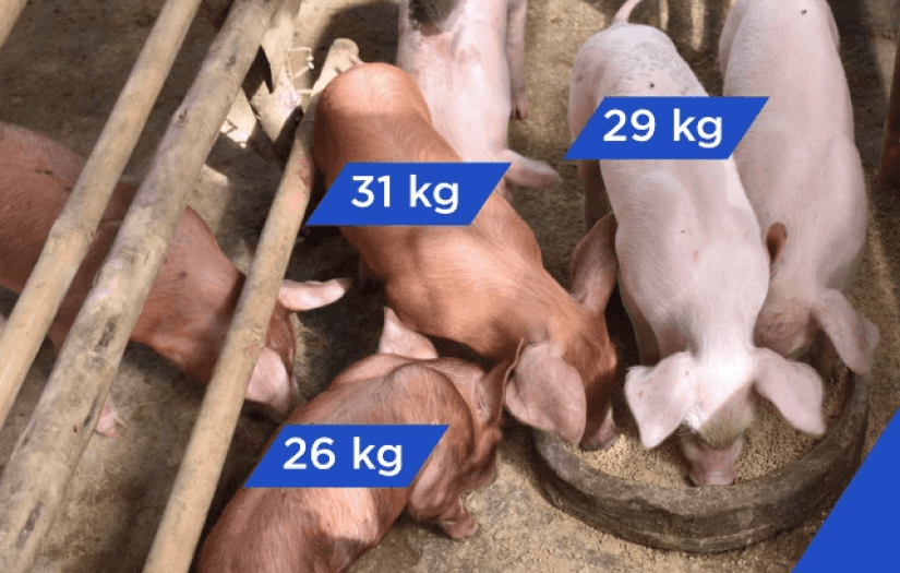 Embedded Vision Prototype for Pig Weight Monitoring screenshot 2