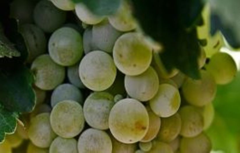 Wine from Spain screenshot 1