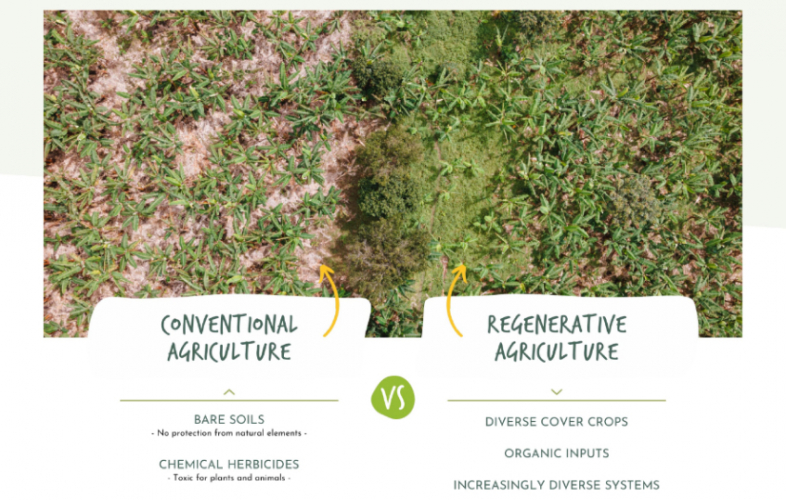 Artisan Tropic screenshot 2