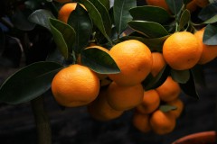 Four Winds Growers