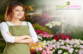 Pixies Gardens : Online Plant Nursery