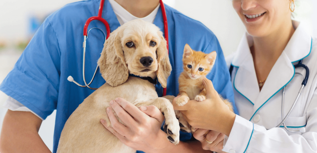 NDA / Pharma Animal E-commerce B2B/c screenshot 1