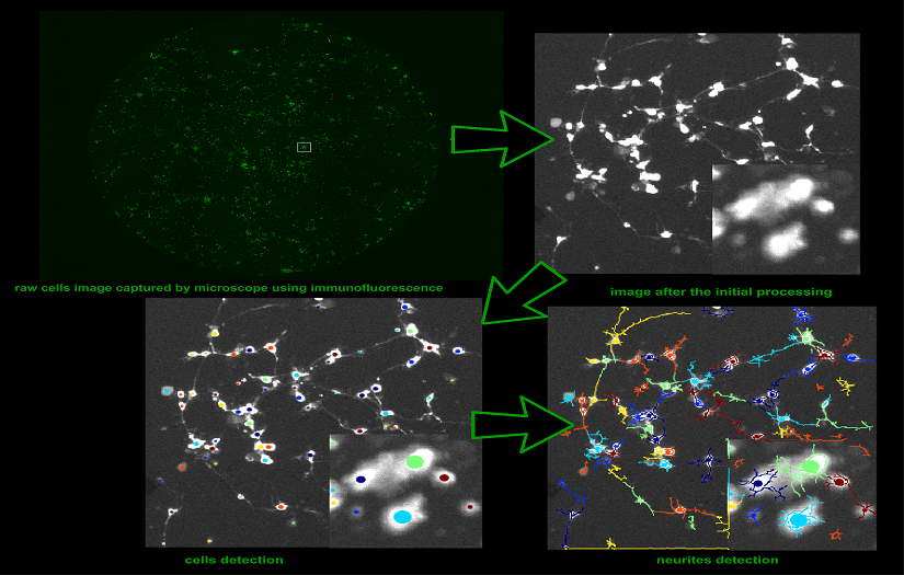 A solution to monitor cells viability and location screenshot 1