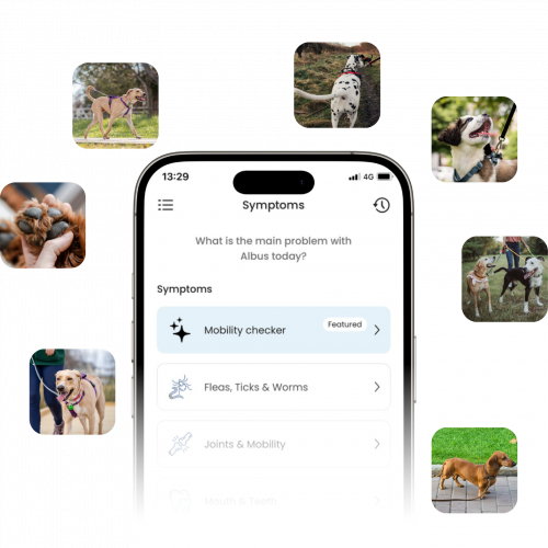 How Vet-AI Scaled Real-Time Pet Care with Cutting-Edge Technology screenshot 1