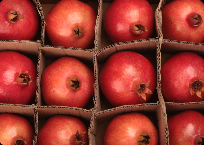 SAGEXIM screenshot 2