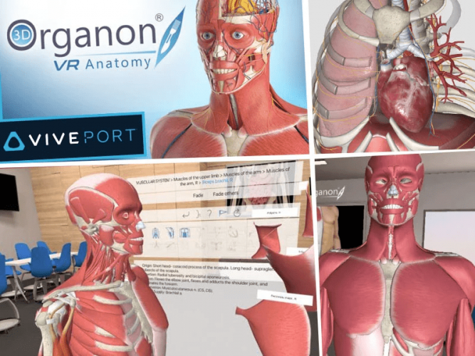 3D ORGANON - EDUCATIONAL VIRTUAL REALITY (AP) ANATOMY APP screenshot 1