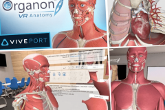 3D ORGANON - EDUCATIONAL VIRTUAL REALITY (AP) ANATOMY APP