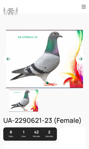 Best Pigeon Bid screenshot 4