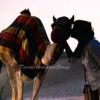 Desert Adventure Group Dubai