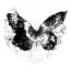 monarch