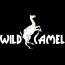 Wild Camel