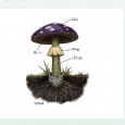 Mushroom identifiers