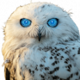 OwlAI AI Assistant